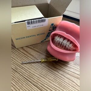 Nissin Dental Model- typodont